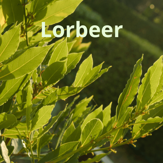 Lorbeer