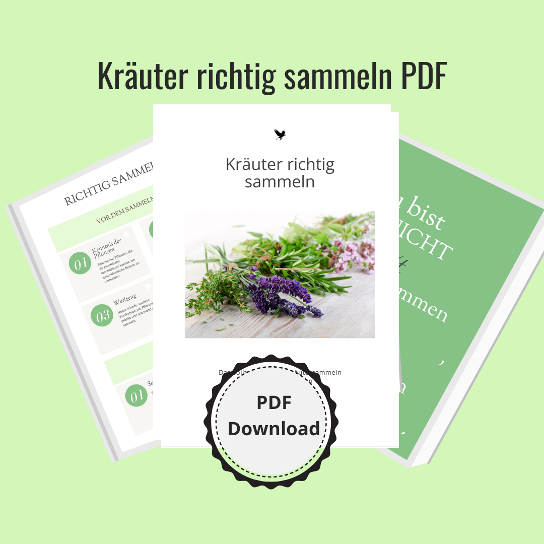 Kräuter richtig sammeln