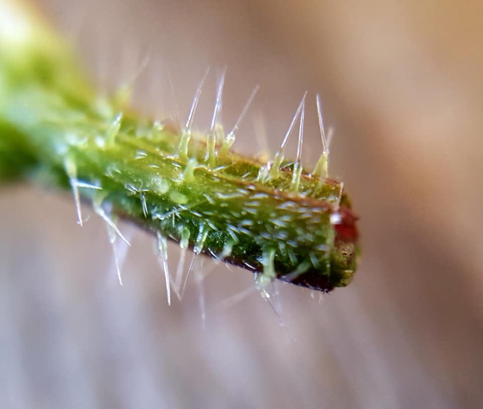 Große Brennessel: Brennhaare