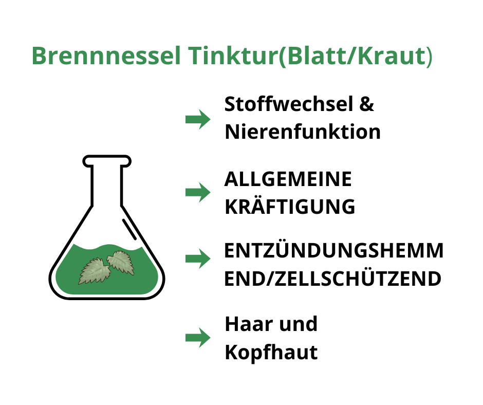 Brennnessel Tinktur Vorteile Kraut