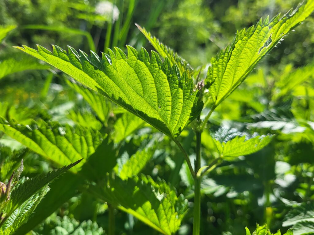 Die große Brennnessel