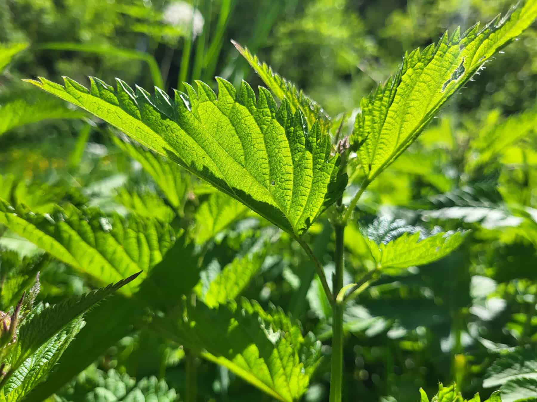 Die große Brennnessel – Wirkung, Inhaltsstoffe und Anwendung der Heilpflanze